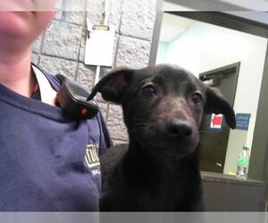 Shepradors Dogs for adoption in Tulsa, OK, USA