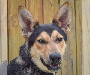 Collie-German Shepherd Dog Mix Dogs for adoption in Huntley, IL, USA