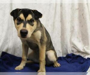 Sharberian Husky Dogs for adoption in Modesto, CA, USA