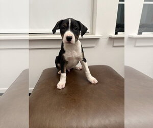 Boxador Dogs for adoption in MIDWAY, UT, USA