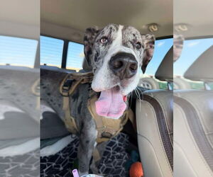 Great Dane Dogs for adoption in Bullard, TX, USA