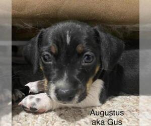 Schweenie Dogs for adoption in Rockaway, NJ, USA
