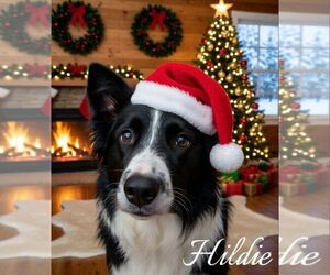 Border Collie Dogs for adoption in Highland, IL, USA