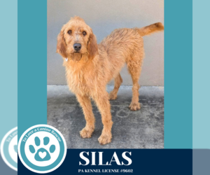 Golden Retriever-Unknown Mix Dogs for adoption in Kimberton, PA, USA