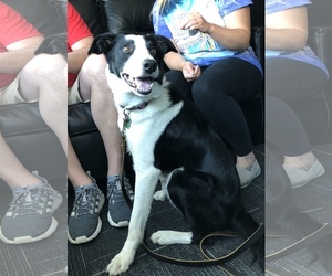 Border Collie Dogs for adoption in Cedar Rapids, IA, USA