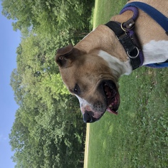 Bulldog-Labrador Retriever Mix Dogs for adoption in Rockaway, NJ, USA
