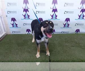 Labrador Retriever-Unknown Mix Dogs for adoption in Orlando, FL, USA