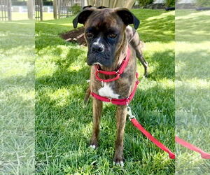 Boxer Dogs for adoption in Dumont, NJ, USA