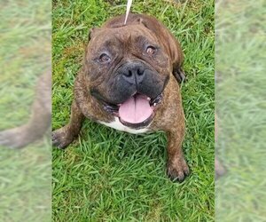 American Bulldog Dogs for adoption in Gainesville, FL, USA