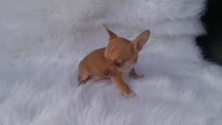Chihuahua Dogs for adoption in Arlington, WA, USA