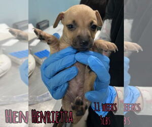 Mutt Dogs for adoption in Woodbury, NY, USA