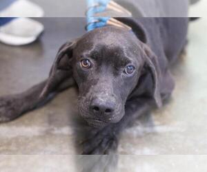 Labrador Retriever-Unknown Mix Dogs for adoption in Mountain Home, AR, USA