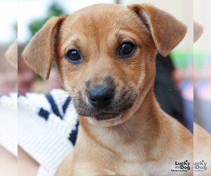 Borador Dogs for adoption in Washington, DC, USA