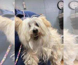 Mutt Dogs for adoption in Stockton, CA, USA