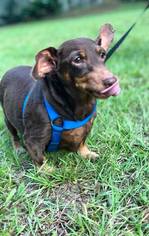 Dachshund Dogs for adoption in Melrose, FL, USA