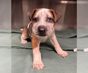 Mutt Dogs for adoption in Fremont, CA, USA