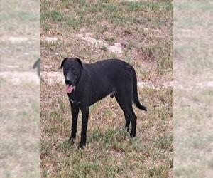 Labrador Retriever-Unknown Mix Dogs for adoption in San Antonio, TX, USA