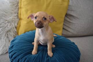 Medium Photo #1 Chihuahua-Unknown Mix Puppy For Sale in Phoenix , AZ, USA
