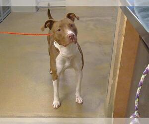 Mutt Dogs for adoption in Sacramento, CA, USA