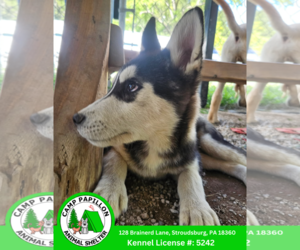 Huskies -Unknown Mix Dogs for adoption in Stroudsburg, PA, USA