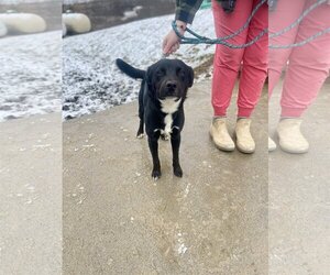Sheprador Dogs for adoption in Lewisburg, WV, USA