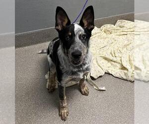 Mutt Dogs for adoption in Las Vegas, NV, USA