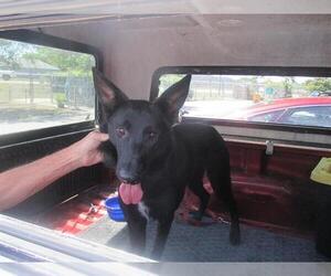 German Shepherd Dog-Unknown Mix Dogs for adoption in Ocala, FL, USA