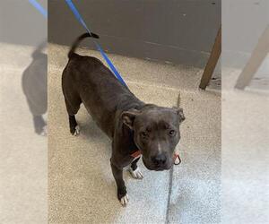 American Staffordshire Terrier-Unknown Mix Dogs for adoption in Tallahassee, FL, USA