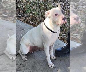 Mutt Dogs for adoption in San Antonio, TX, USA