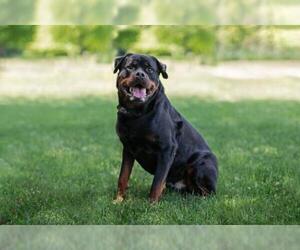 Rottweiler Dogs for adoption in Landenberg, PA, USA