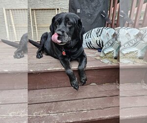 Mastador Dogs for adoption in Farmington, MN, USA