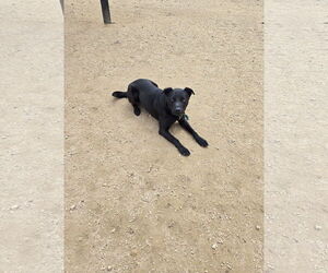 Labrador Retriever-Unknown Mix Dogs for adoption in Maquoketa, IA, USA
