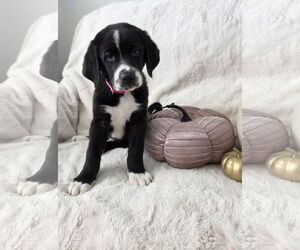 Border-Aussie Dogs for adoption in MIDWAY, UT, USA