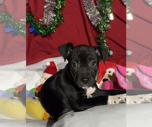 Mutt Dogs for adoption in Tarrytown, GA, USA