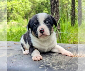 Australian Shepherd-Unknown Mix Dogs for adoption in Vail, AZ, USA