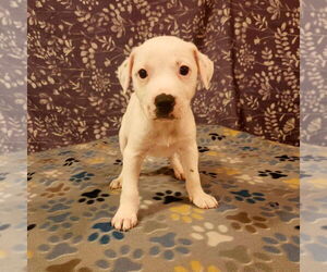 Bulloxer Dogs for adoption in Sheridan, CO, USA