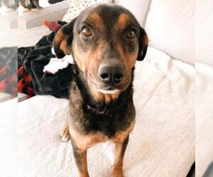 Black and Tan Coonhound Dogs for adoption in Kansas City, MO, USA