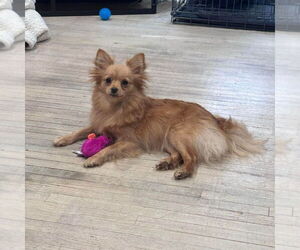 Pomeranian Dogs for adoption in Evansville, IN, USA
