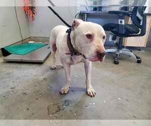 American Bulldog Dogs for adoption in Camarillo, CA, USA