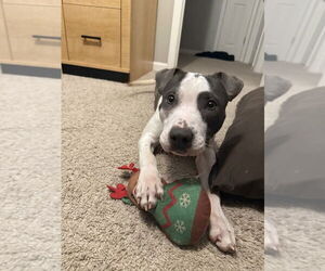 American Pit Bull Terrier-Unknown Mix Dogs for adoption in Raleigh, NC, USA