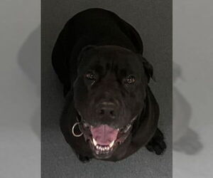 Mutt Dogs for adoption in Glen Allen, VA, USA