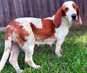 Basset Hound Dogs for adoption in Deepwater, NJ, USA