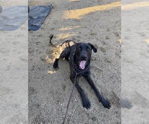 Great Dane-Unknown Mix Dogs for adoption in Chula Vista, CA, USA