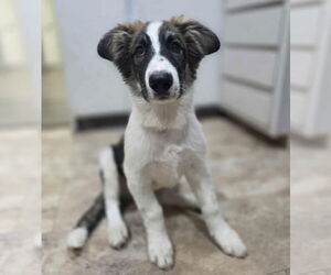 Anatolian Shepherd-Unknown Mix Dogs for adoption in Lakewood, CO, USA