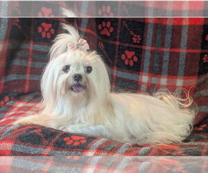 Maltese Dogs for adoption in Bon Carbo, CO, USA