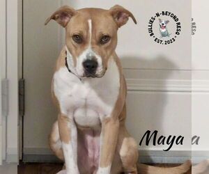 American Staffordshire Terrier-Boxer Mix Dogs for adoption in Omaha, NE, USA