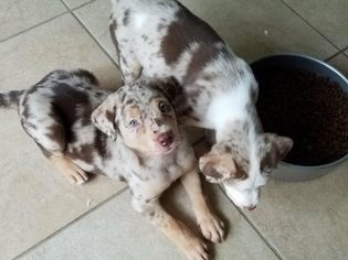 Catahoula Leopard Dog-Unknown Mix Dogs for adoption in Seminole, FL, USA