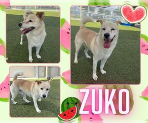 Labrador Retriever-Unknown Mix Dogs for adoption in Pearland, TX, USA