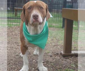 American Staffordshire Terrier-Unknown Mix Dogs for adoption in San Antonio, TX, USA