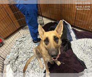 German Shepherd Dog Dogs for adoption in Ocala, FL, USA
